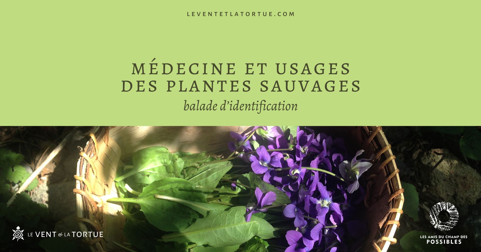atelier herboristerie montréal Mile End plantes médicinales